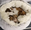 CozyPaws™ - Plüsch-Winterhöhle für Haustiere: Warmer, weicher und komfortabler Rückzugsort